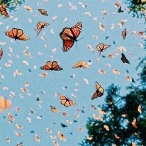 Meet your Posher, Casey